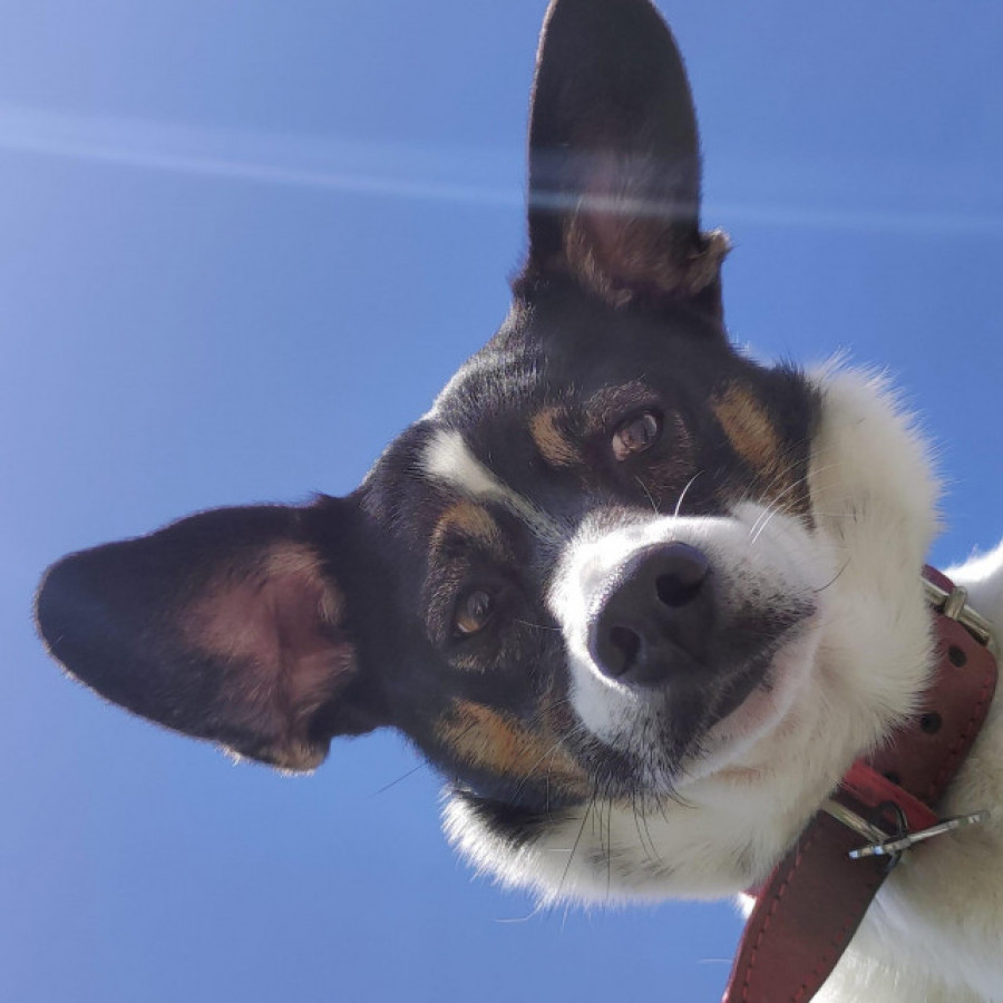 El perro, un animal “terapéutico”