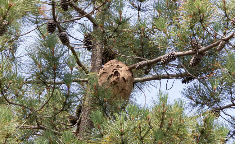 Narón retiró en lo que va de año alrededor de 130 nidos  de velutina en el municipio