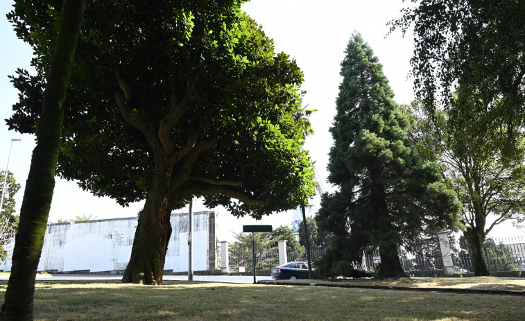 El Concello encarga un estudio del estado de los árboles del Cantón