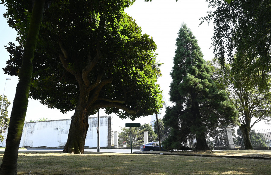 El Concello encarga un estudio del estado de los árboles del Cantón