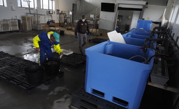 Ferrol cierra el primer mes de la campaña del pulpo duplicando el volumen de capturas del año anterior