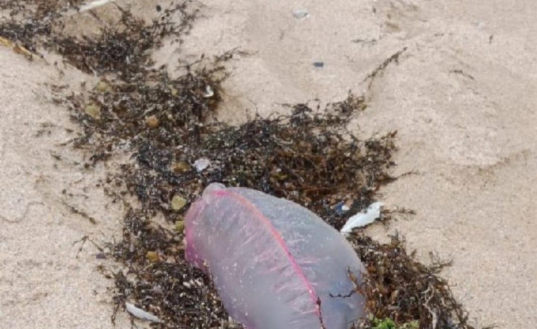 La playa de San Jorge se cierra al baño por la aparición de varias carabelas portuguesas