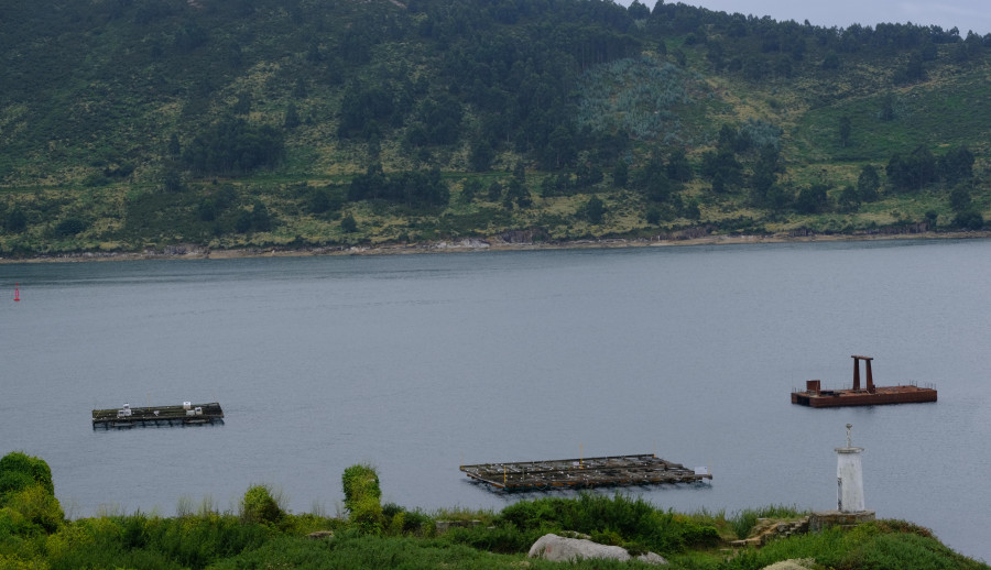 Las bateas de la ría, en desuso por el saneamiento y la falta de producto