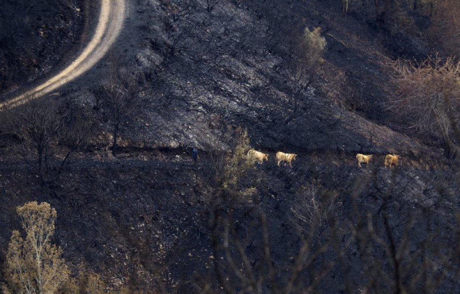 Los animales, las víctimas "invisibles" de los incendios forestales