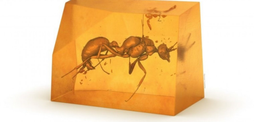 Descubren en ámbar africano una especie extinta de hormiga