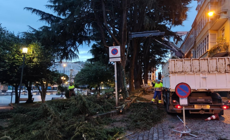 Jardines analiza el futuro de los cedros de Amboage, tras caer ramas en la madrugada de ayer