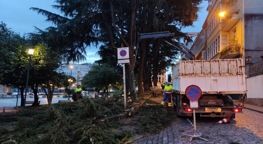 Jardines analiza el futuro de los cedros de Amboage, tras caer ramas en la madrugada de ayer