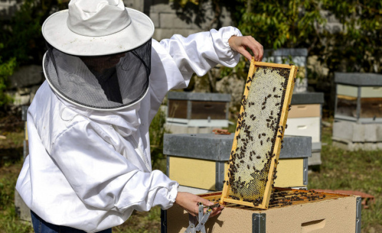 La Xunta aporta el 25% de una partida de 1,4 millones en ayudas a apicultores