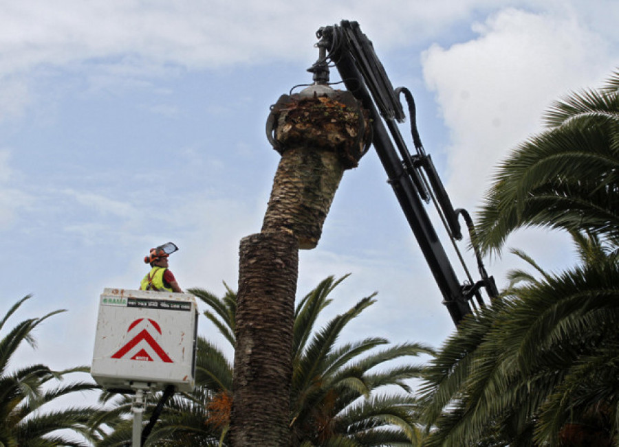 Batalla sin cuartel contra el picudo en las palmeras de Cambados