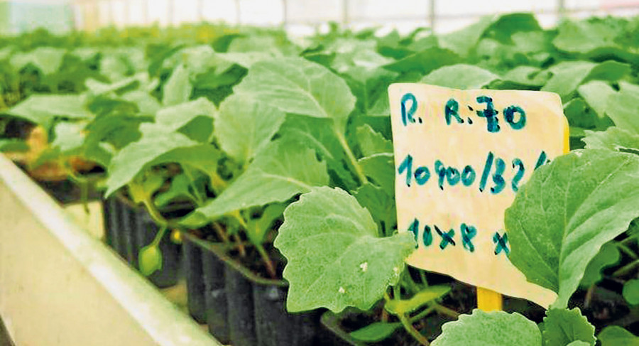 Las plantaciones sostenibles son tendencia en Ferrolterra