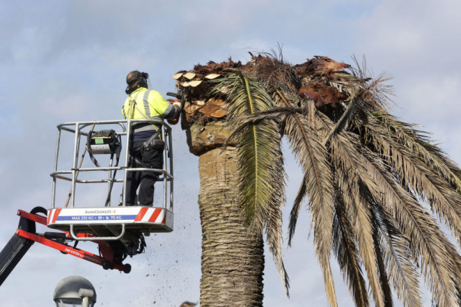 Portos debe cuidar sus palmeras