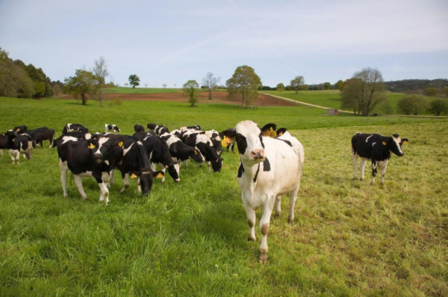 Confirman la muerte de nueve vacas en Rois tras ingerir burundanga