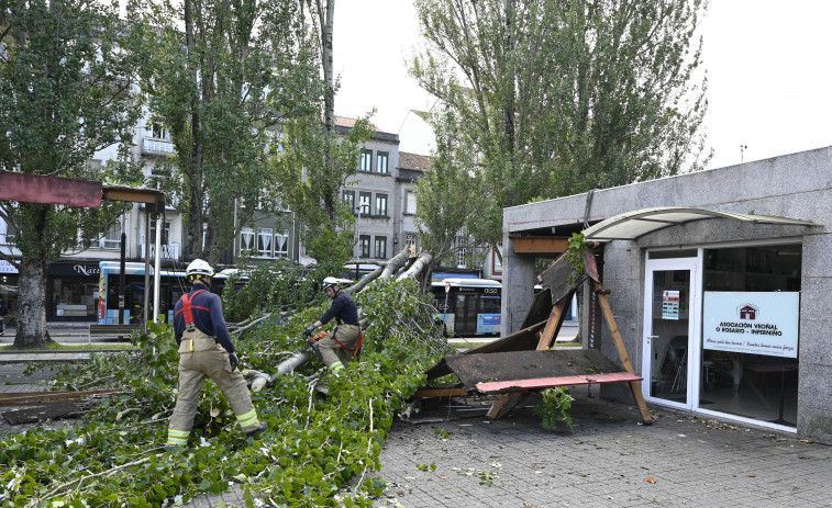 Un árbol derribado por el viento destroza la marquesina de la parada de taxis del barrio de Inferniño