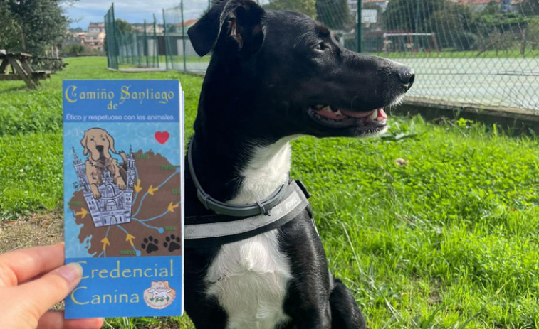 Salsa, la primera “perregrina” con credencial canina que inicia en Ferrol el Camino Inglés