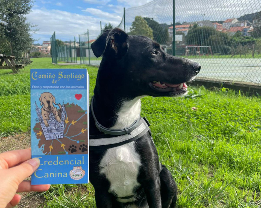 Salsa, la primera “perregrina” con credencial canina que inicia en Ferrol el Camino Inglés