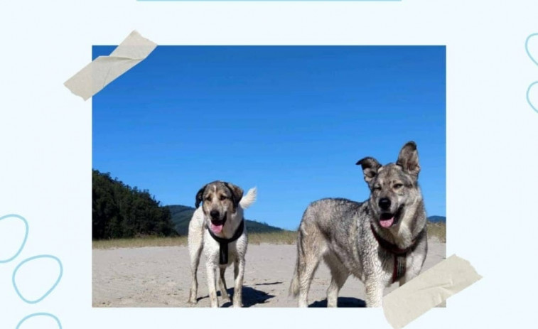 Aparecen los dos perros perdidos en Narón al escaparse de su residencia