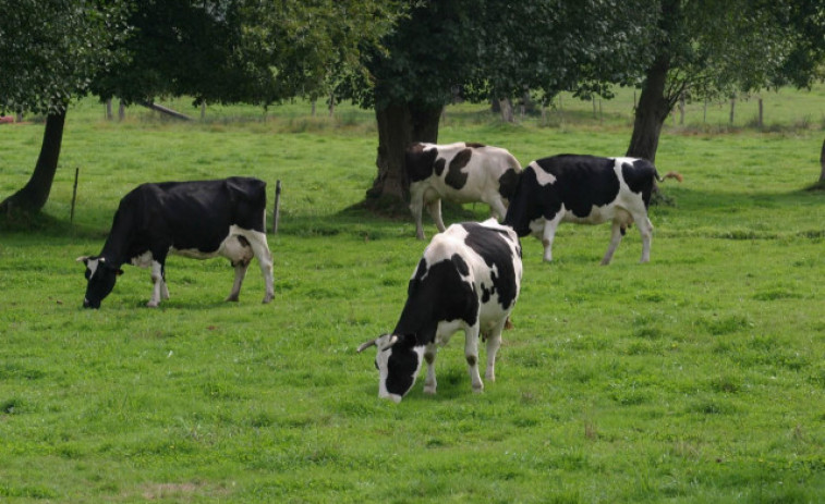 Unha aplicación da Xunta aumenta o poder dos gandeiros co prezo do leite