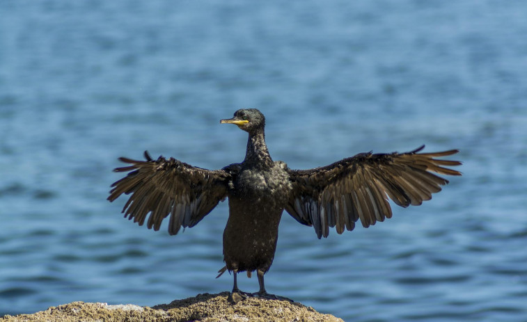 La avifauna de Ares cuenta con 155 especies