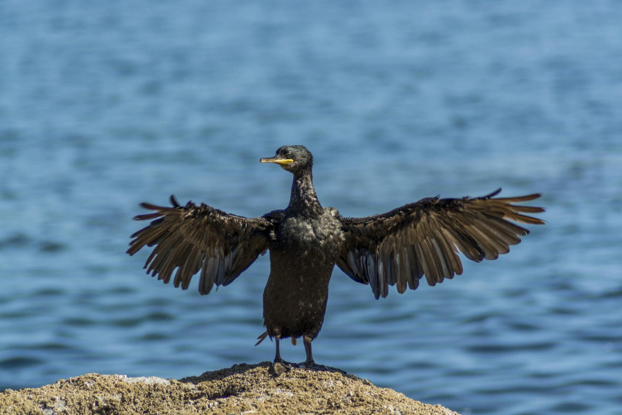 La avifauna de Ares cuenta con 155 especies