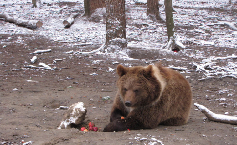 Un refugio ucraniano acoge a osos rescatados de las zonas del frente