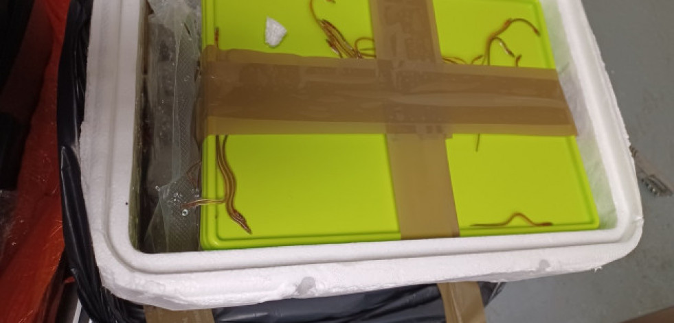 Detenida con casi 30 kilos de angulas vivas en dos maletas en Barajas