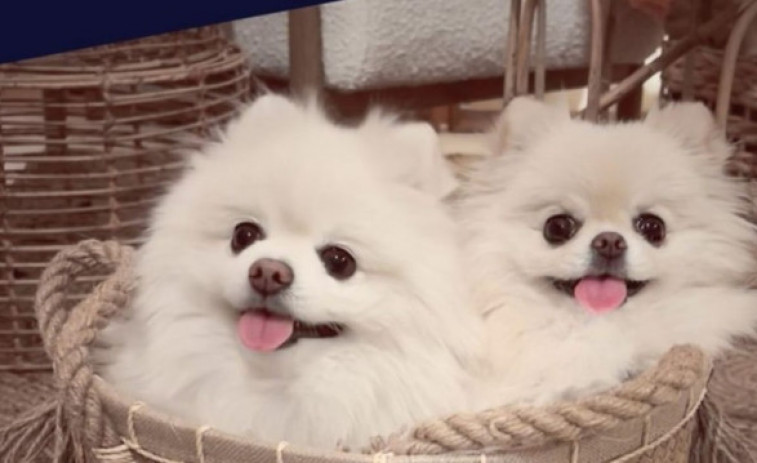 Gucci y Tiffany, los dos influencers pomerania estarán en 100x100mascota 2022