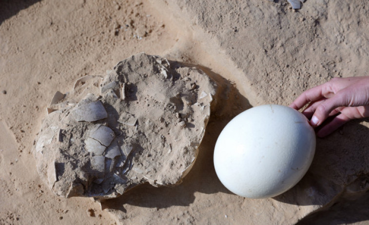 Hallan huevos de avestruz de hace más de 4.000 años en el desierto de Israel