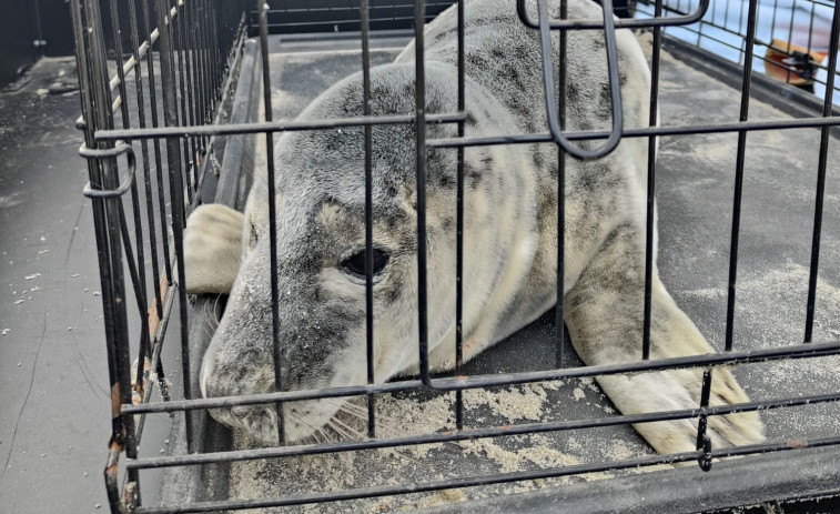 Efectivos de Protección Civil de Ferrol rescatan en la playa de Santa Comba a una foca herida