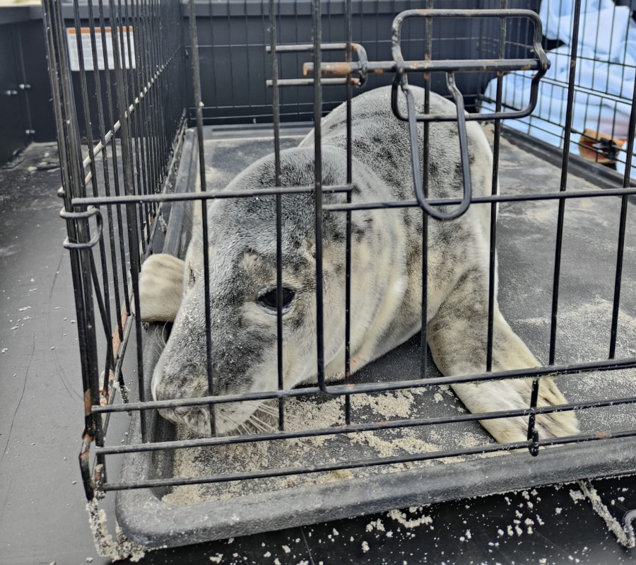 Efectivos de Protección Civil de Ferrol rescatan en la playa de Santa Comba a una foca herida