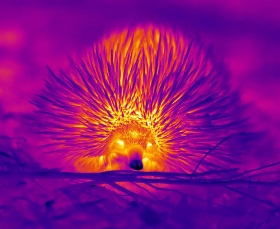El raro "erizo australiano" que hace pompas para soportar el calor