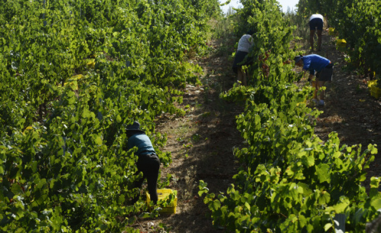 Casi 200 viticultores se reparten más de 2 millones de euros en ayudas de la Xunta para mejorar sus producciones