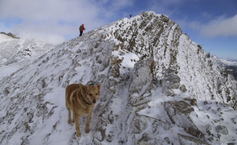 Thor, el perro que sobrevivió 16 días enriscado en la Montaña Central Leonesa