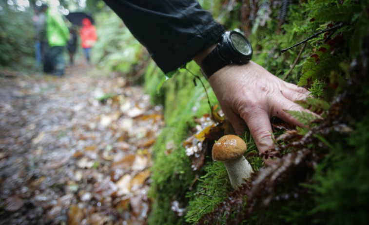 La ciudad vuelve a rendir tributo a las setas y hongos en la XXXVI Semana Micolóxica de Ferrol
