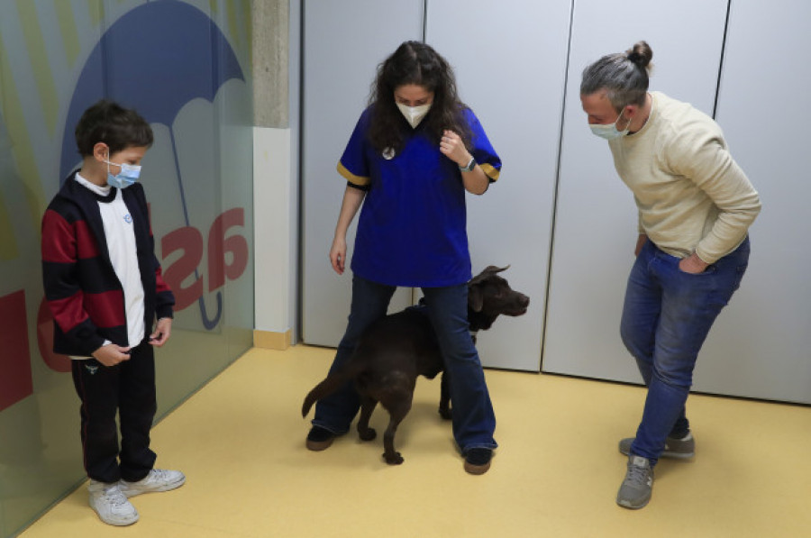 La terapia con perros puede moderar el dolor en el cáncer infantil en un 30 %