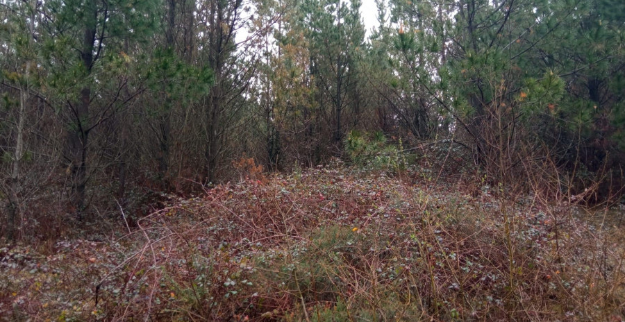 El BNG llevará al Parlamento la gestión de los montes de la Serra da Capelada, en Cedeira