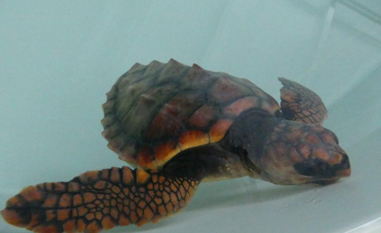 Un león marino y una tortuga rescatados en la costa ferrolana se recuperan en el instituto Igafa