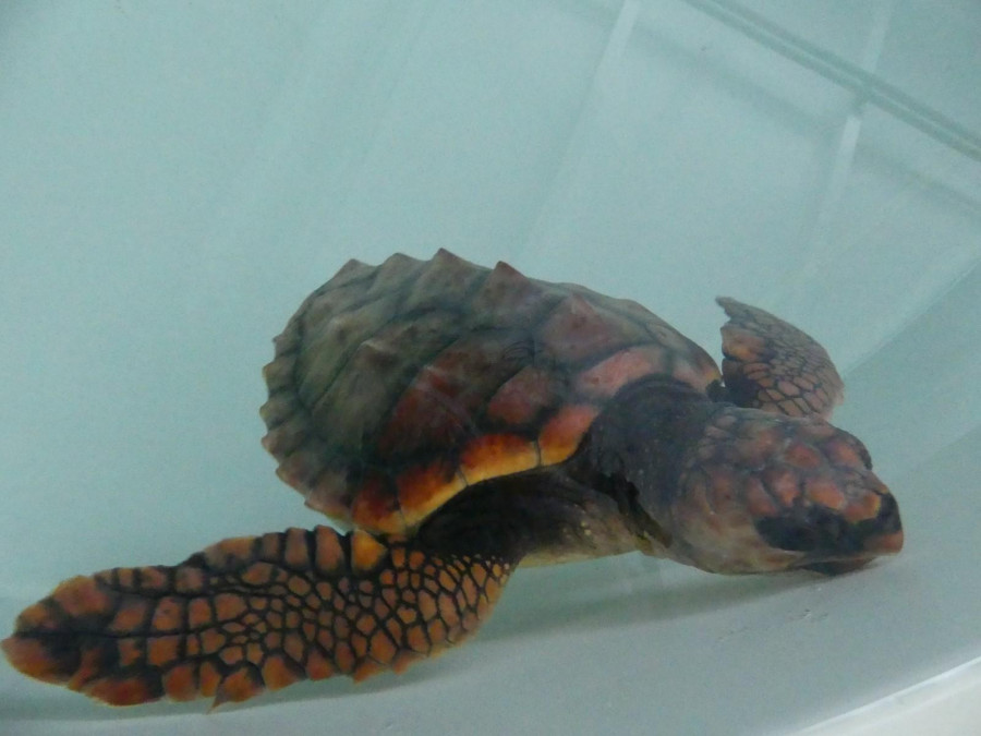 Un león marino y una tortuga rescatados en la costa ferrolana se recuperan en el instituto Igafa