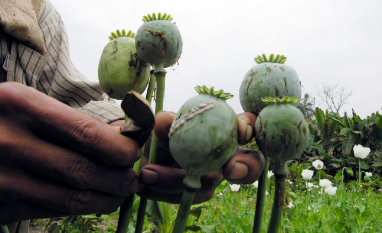 España es el principal productor legal de opio para morfina del mundo