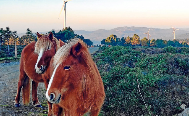 Reportaje | Vivir entre aerogeneradores sin romper el hábitat natural