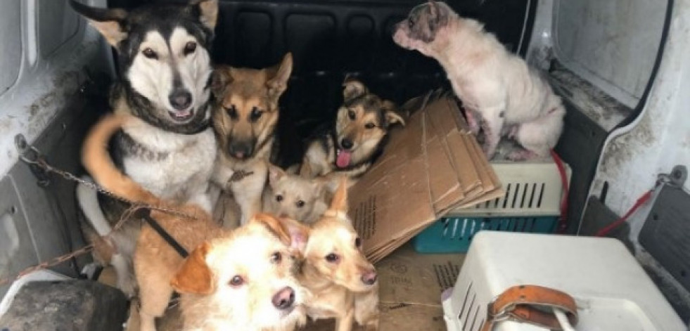 Rescatan en Vigo a siete perros que llevaban cinco días sin comer porque su dueño fue a prisión