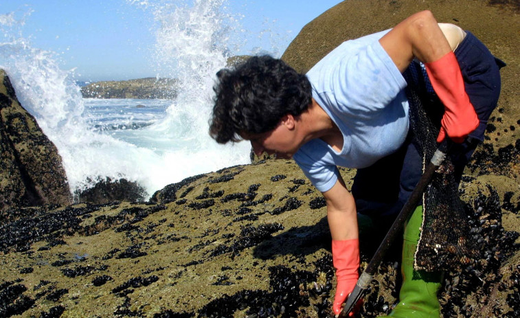 Los percebeiros de Ferrol rechazan la apertura de zonas para la extracción de mejilla