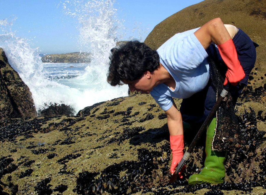 Los percebeiros de Ferrol rechazan la apertura de zonas para la extracción de mejilla