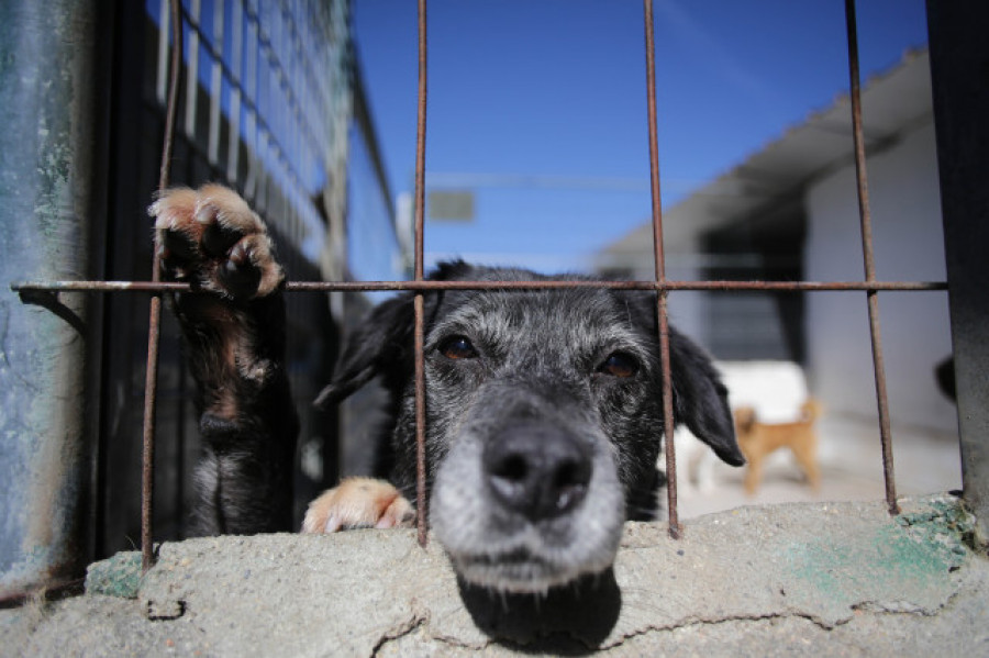 El Congreso aprueba la Ley de Bienestar Animal, sin perros de caza ni test de aptitud de dueño y animal