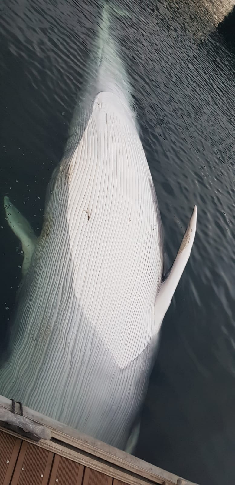 Ballena flotando