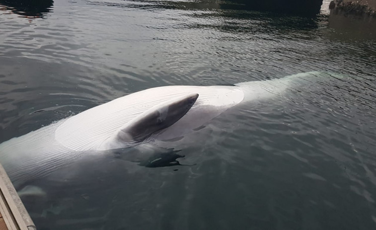Aparece varada una ballena en los muelles de la Estación Naval de Ferrol