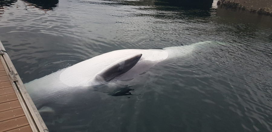 Aparece varada una ballena en los muelles de la Estación Naval de Ferrol