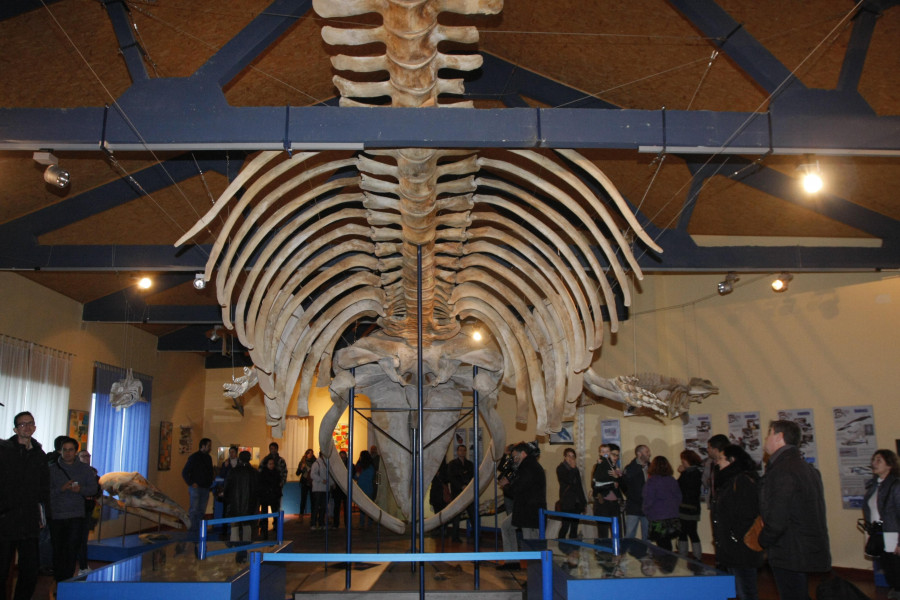 El Museo de Historia Natural organiza visitas guiadas gratuitas durante el período vacacional