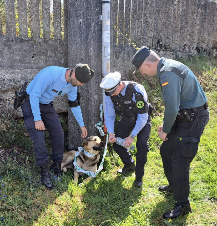 La Guardia Civil de A Coruña rescata a un perro en el Camino Francés