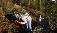 Las brigadas contra especies invasoras arrancarán planta de regaliz en los montes de Chá