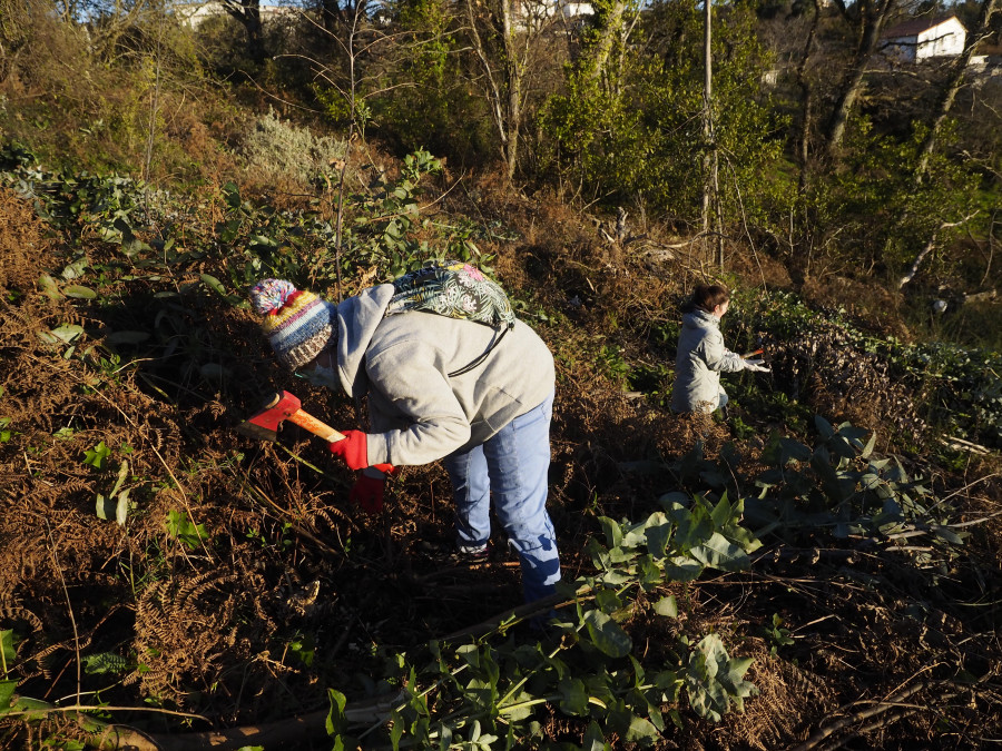 Las brigadas contra especies invasoras arrancarán planta de regaliz en los montes de Chá